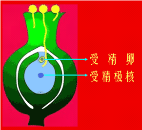 雙受精 雙受精