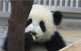 大熊貓櫻浜 大熊貓櫻浜