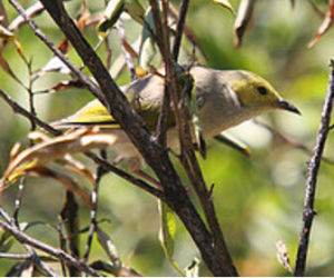 白簇岩吸蜜鳥 白簇岩吸蜜鳥