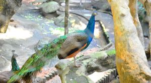 青青世界孔雀園 青青世界孔雀園