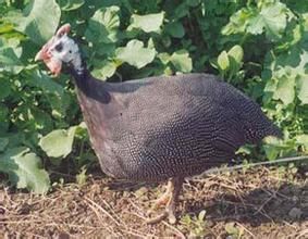 嘉樂珠雞 嘉樂珠雞