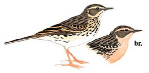 （圖）粉紅胸鷚