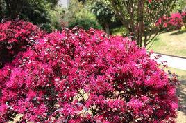 紅花檵木 紅花檵木