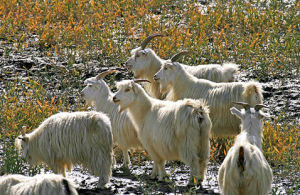 新疆山羊