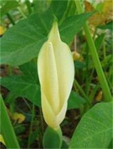 中間近穗狀冠唇花 中間近穗狀冠唇花