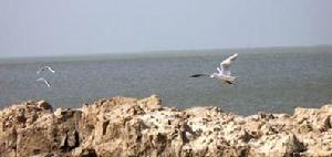 查乾湖國家級自然保護區