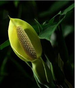 琴葉樹藤 琴葉樹藤