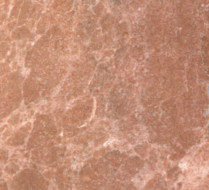 西施紅-1 | Rosa Levante |