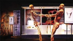 人體世界科普展覽 人體世界科普展覽