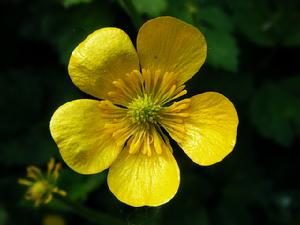 匍枝毛茛 匍枝毛茛