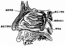 過敏性咳嗽 過敏性咳嗽