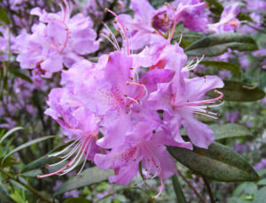 南嶺杜鵑 南嶺杜鵑