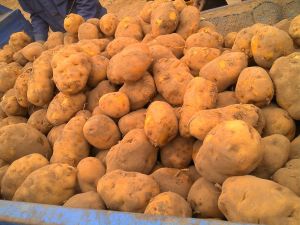 定西馬鈴薯