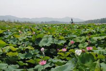 萬畝蓮藕荷花帶