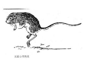 五趾心顱跳鼠