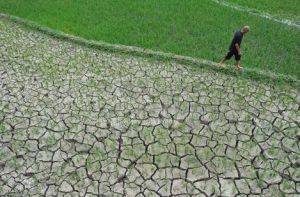 溫帶乾旱氣候 溫帶乾旱氣候