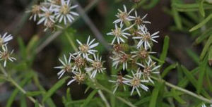 線葉紫菀 線葉紫菀