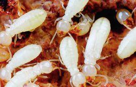 群居性昆蟲 群居性昆蟲