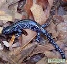 藍點蠑螈 藍點蠑螈