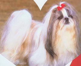 中國獅子犬 中國獅子犬