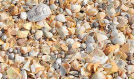 無棣古貝殼堤 無棣古貝殼堤