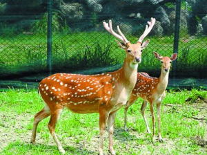 台灣梅花鹿 台灣梅花鹿