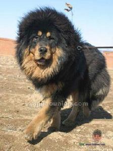 西藏牧羊犬