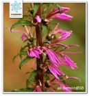 江南山梗菜 江南山梗菜