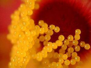 成熟花粉