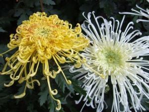 花中十友 花中十友