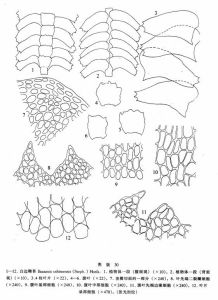白邊鞭苔 白邊鞭苔