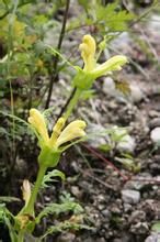 假斗大王馬先蒿 假斗大王馬先蒿