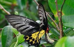 東方裳鳳蝶 東方裳鳳蝶