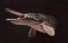 世界十大最兇猛淡水魚