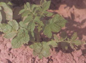 甜玉米矮花葉病 甜玉米矮花葉病