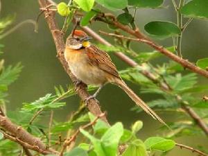 霍托針尾雀 霍托針尾雀