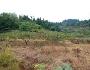 羅家橋村 羅家橋村