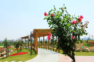 蘇州月季公園 蘇州月季公園