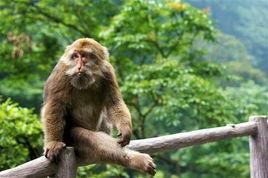 峨眉藏酋猴 峨眉藏酋猴