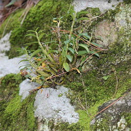 霍山鐵皮石斛 霍山鐵皮石斛