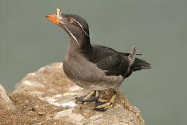 角嘴海雀 角嘴海雀
