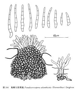 臭椿大單孢 臭椿大單孢
