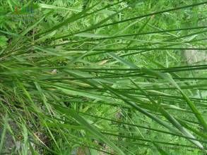 高株鵝觀草 高株鵝觀草