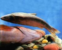 雙指鬼鮋 雙指鬼鮋