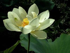 美國蓮花 美國蓮花