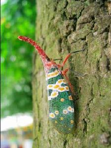 黑脊龍眼雞 黑脊龍眼雞