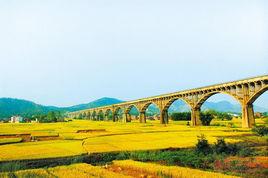 羅定稻米 羅定稻米