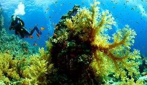 水下腳踏車 水下腳踏車