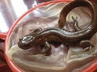 西藏山溪鯢 西藏山溪鯢