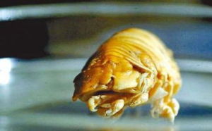 哈魚虱屬 哈魚虱屬